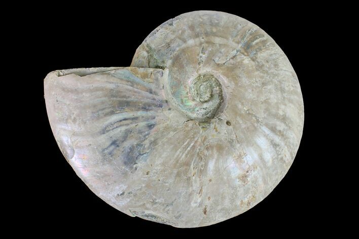 Silver Iridescent Ammonite (Cleoniceras) Fossil - Madagascar #157183